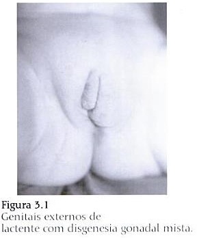 Comida de uma potência masculina